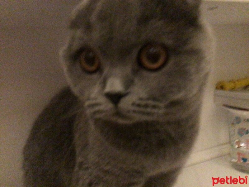 Scottish Fold, Kedi  Tüylü fotoğrafı