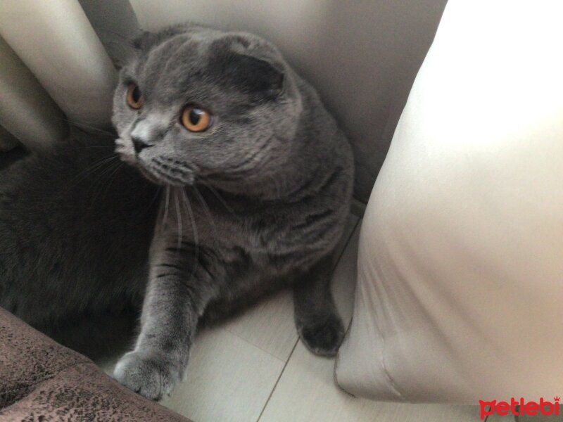 Scottish Fold, Kedi  Tüylü fotoğrafı