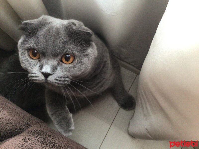 Scottish Fold, Kedi  Tüylü fotoğrafı