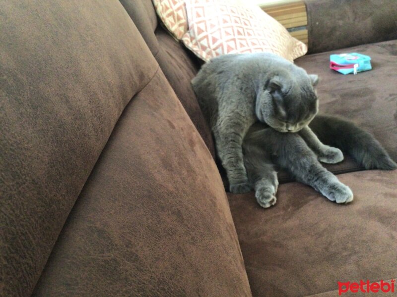 Scottish Fold, Kedi  Tüylü fotoğrafı