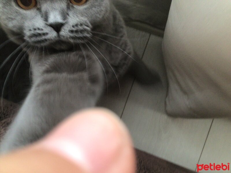 Scottish Fold, Kedi  Tüylü fotoğrafı