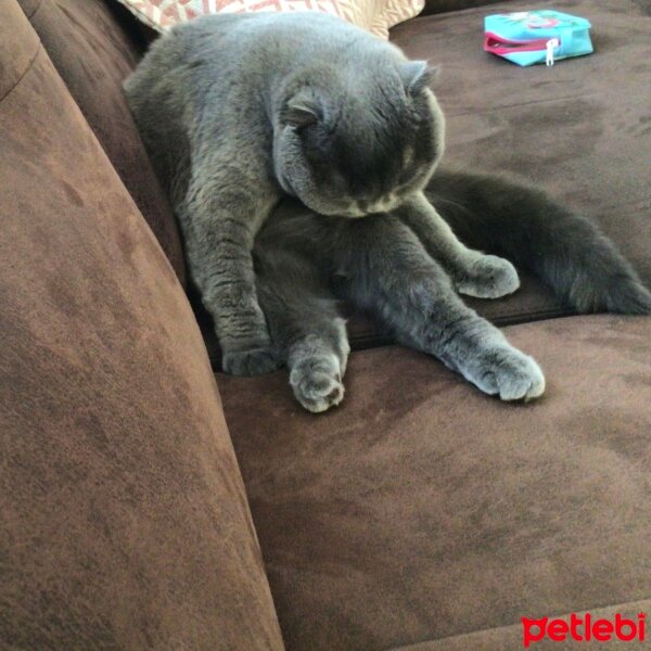 Scottish Fold, Kedi  Tüylü fotoğrafı