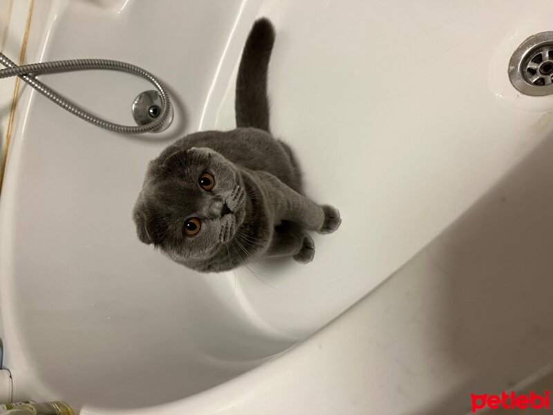 Scottish Fold, Kedi  Tüylü fotoğrafı