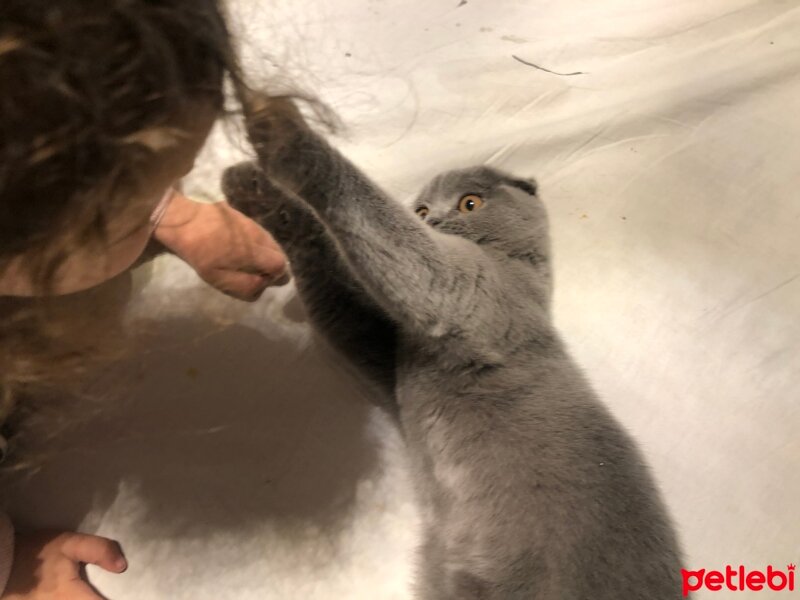 Scottish Fold, Kedi  Tüylü fotoğrafı