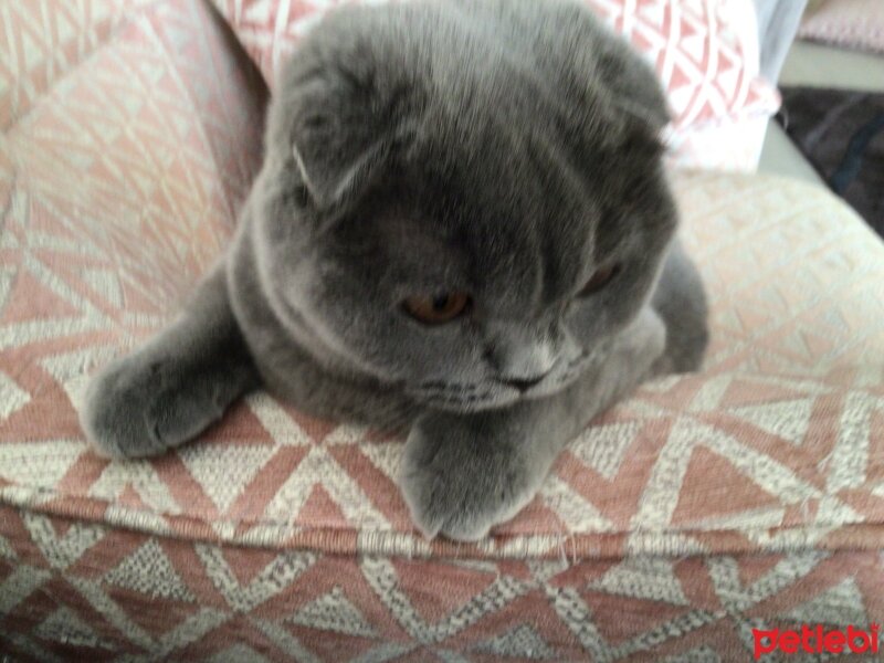 Scottish Fold, Kedi  Tüylü fotoğrafı