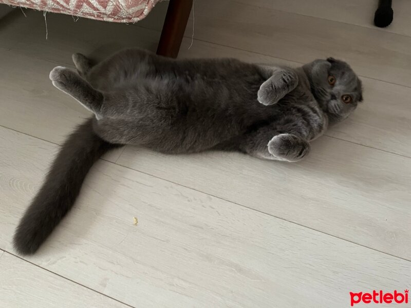 Scottish Fold, Kedi  Tüylü fotoğrafı