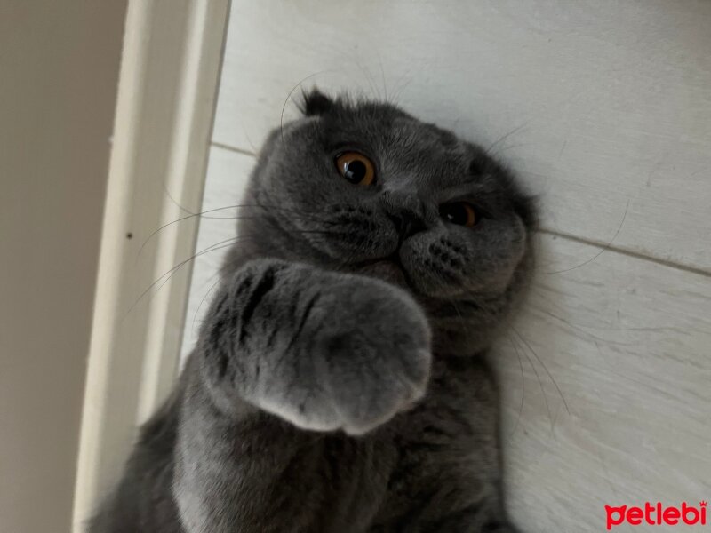 Scottish Fold, Kedi  Tüylü fotoğrafı