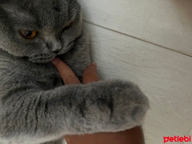 Scottish Fold, Kedi  Tüylü fotoğrafı