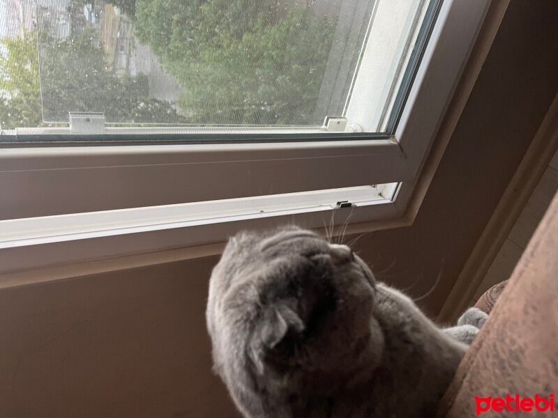 Scottish Fold, Kedi  Tüylü fotoğrafı