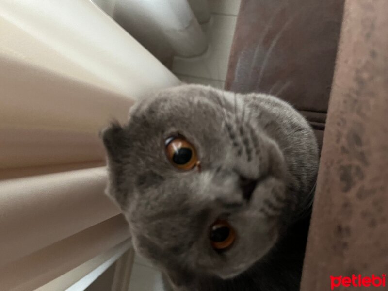 Scottish Fold, Kedi  Tüylü fotoğrafı