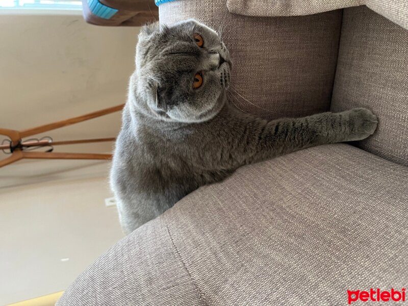 Scottish Fold, Kedi  Tüylü fotoğrafı