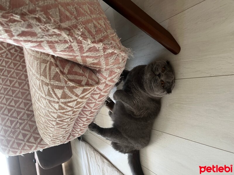 Scottish Fold, Kedi  Tüylü fotoğrafı