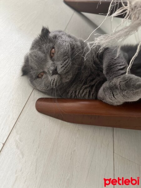 Scottish Fold, Kedi  Tüylü fotoğrafı