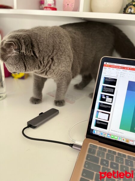 Scottish Fold, Kedi  Tüylü fotoğrafı