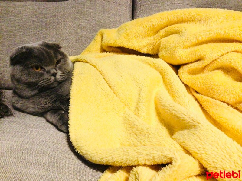 Scottish Fold, Kedi  Tüylü fotoğrafı