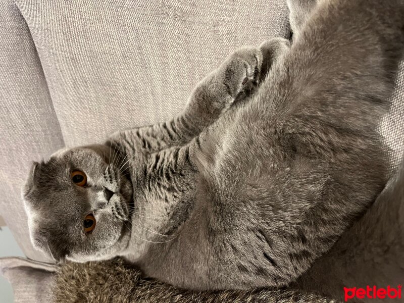 Scottish Fold, Kedi  Tüylü fotoğrafı