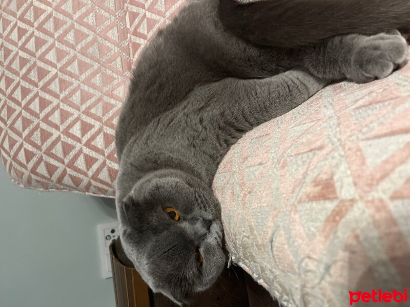 Scottish Fold, Kedi  Tüylü fotoğrafı