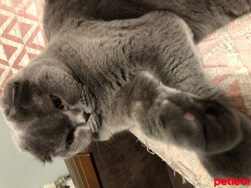 Scottish Fold, Kedi  Tüylü fotoğrafı