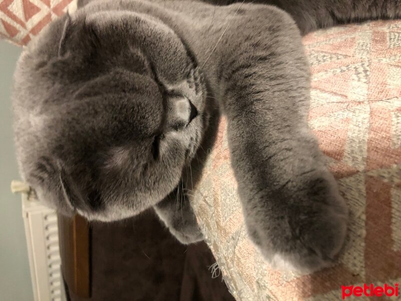 Scottish Fold, Kedi  Tüylü fotoğrafı