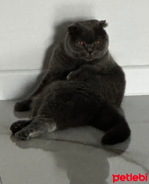 Scottish Fold, Kedi  Tüylü fotoğrafı