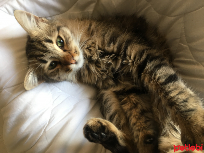 Tekir Kedi, Kedi  Noname fotoğrafı