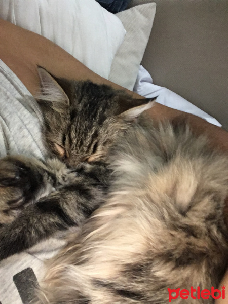 Tekir Kedi, Kedi  Noname fotoğrafı