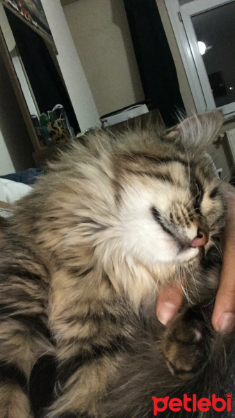 Tekir Kedi, Kedi  Noname fotoğrafı