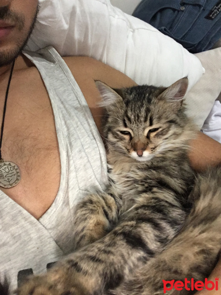 Tekir Kedi, Kedi  Noname fotoğrafı