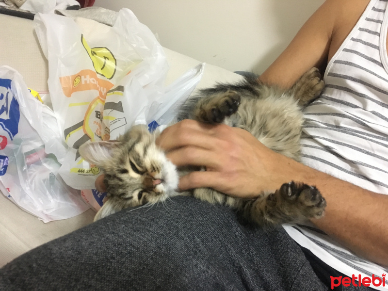 Tekir Kedi, Kedi  Noname fotoğrafı