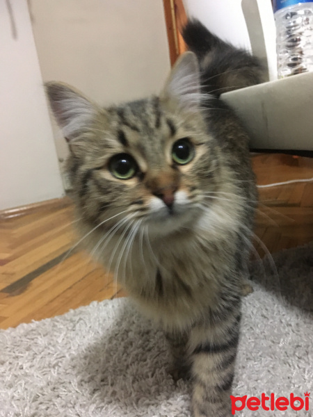 Tekir Kedi, Kedi  Noname fotoğrafı