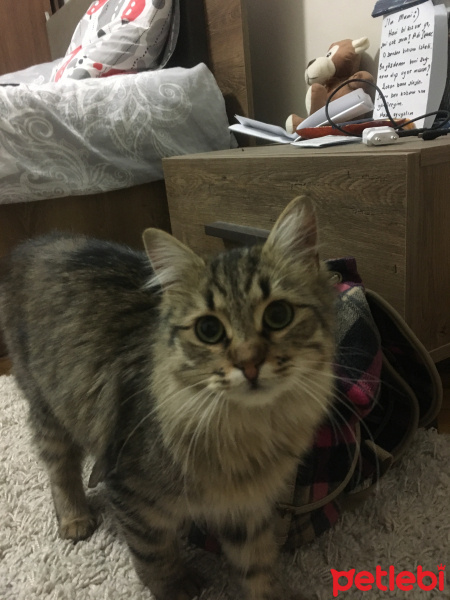 Tekir Kedi, Kedi  Noname fotoğrafı