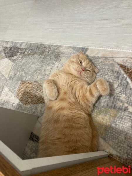 Scottish Fold, Kedi  Oscar fotoğrafı