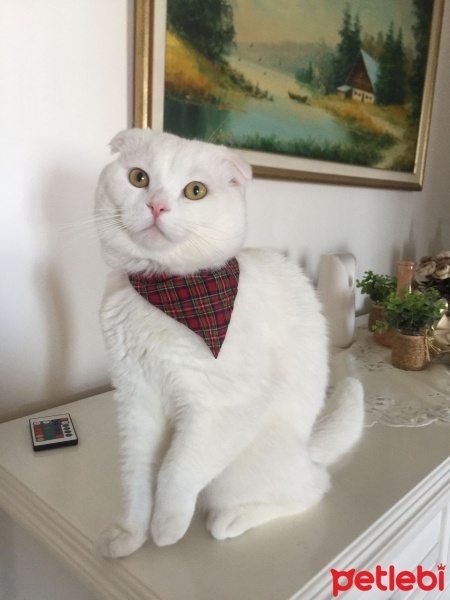Scottish Fold, Kedi  Bulut fotoğrafı