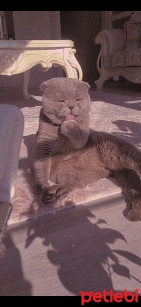 Scottish Fold, Kedi  Dobby fotoğrafı