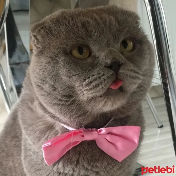 Scottish Fold, Kedi  Dobby fotoğrafı