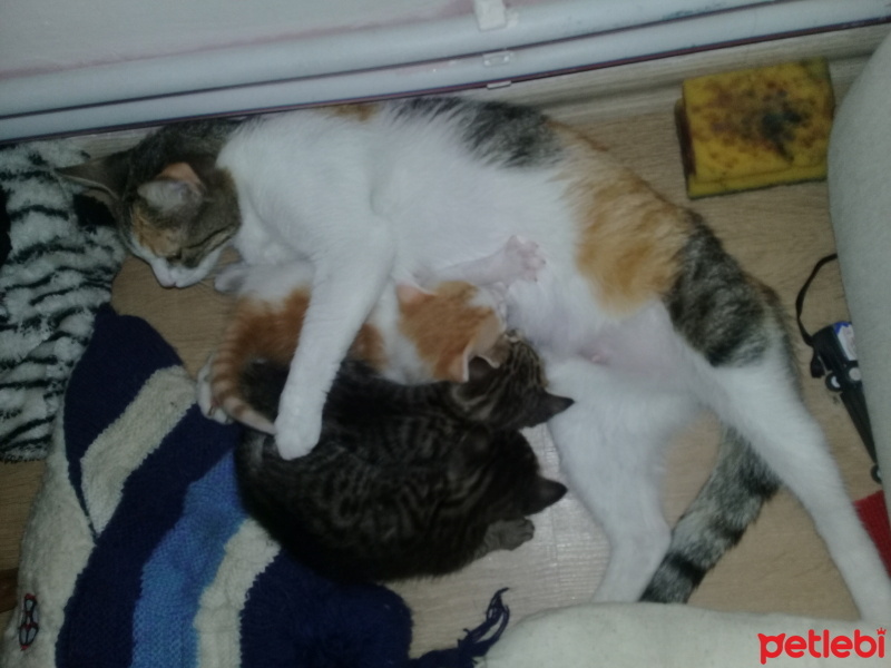 Soke, Kedi  Bal fotoğrafı