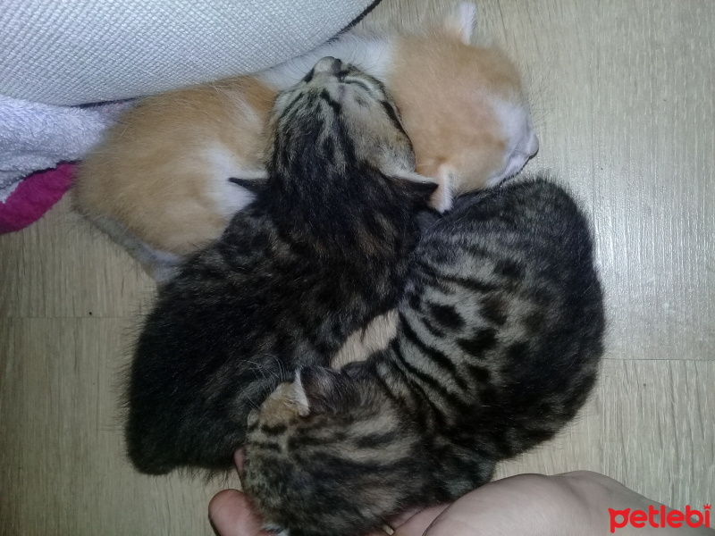 Soke, Kedi  Bal fotoğrafı