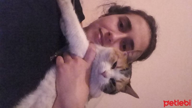 Soke, Kedi  Bal fotoğrafı