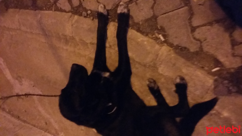 Sokö (Sokak Köpeği), Köpek  Arap fotoğrafı