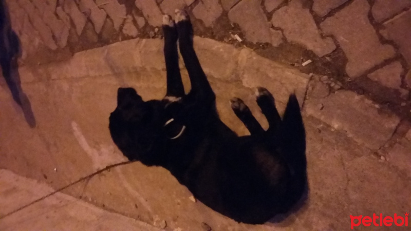 Sokö (Sokak Köpeği), Köpek  Arap fotoğrafı
