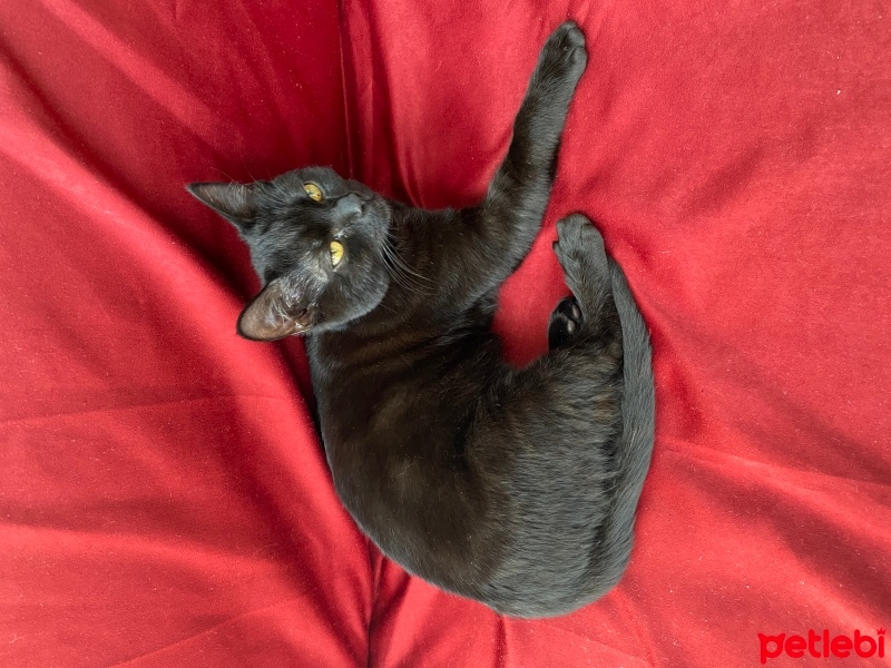 Tekir Kedi, Kedi  Gece fotoğrafı