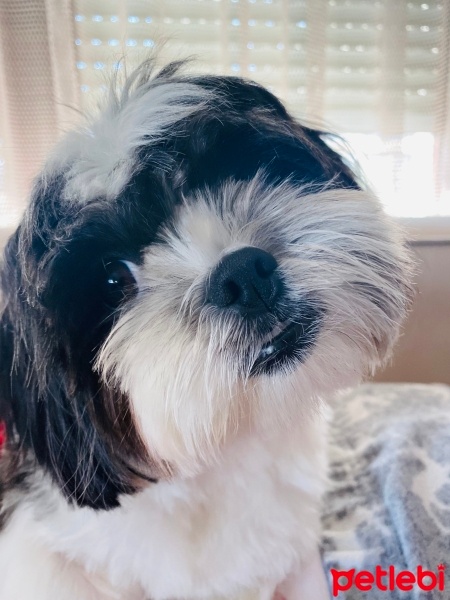 Shih Tzu, Köpek  MİKA fotoğrafı