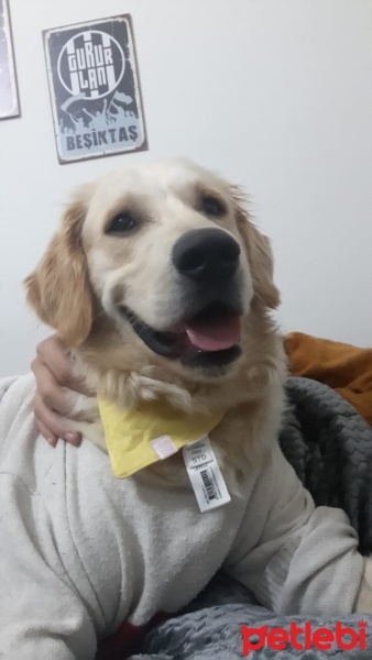 Golden Retriever, Köpek  Tarçın fotoğrafı