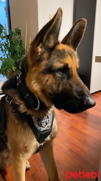 Alman Çoban Köpeği, Köpek  Pars fotoğrafı