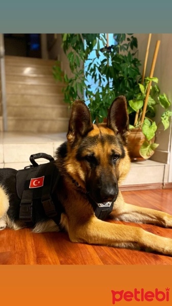 Alman Çoban Köpeği, Köpek  Pars fotoğrafı
