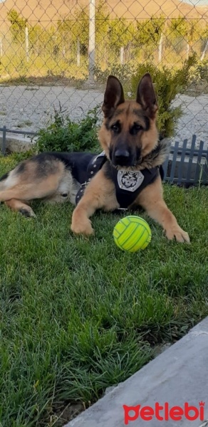 Alman Çoban Köpeği, Köpek  Pars fotoğrafı