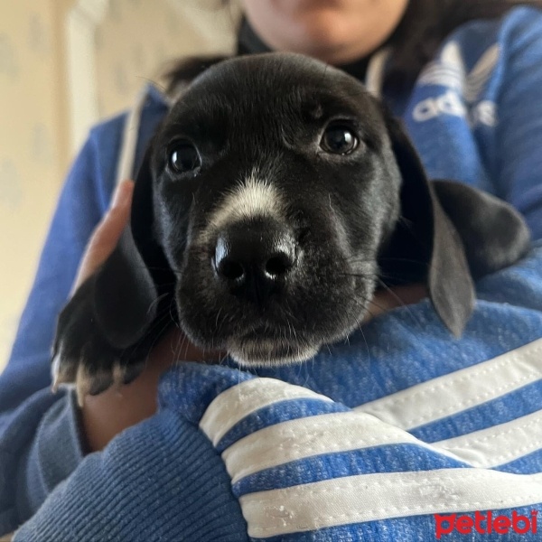 Jack Russell Terrier, Köpek  Mocha fotoğrafı