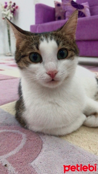 Tekir Kedi, Kedi  Çakıl fotoğrafı