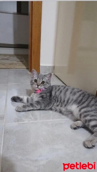 British Shorthair, Kedi  Maya fotoğrafı