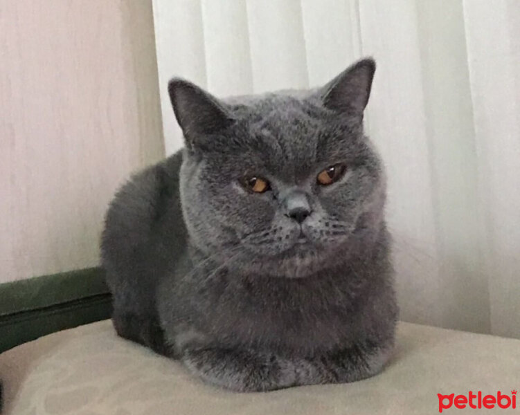 British Shorthair, Kedi  British shorthair Tatlı yeni yuvasını arıyor fotoğrafı